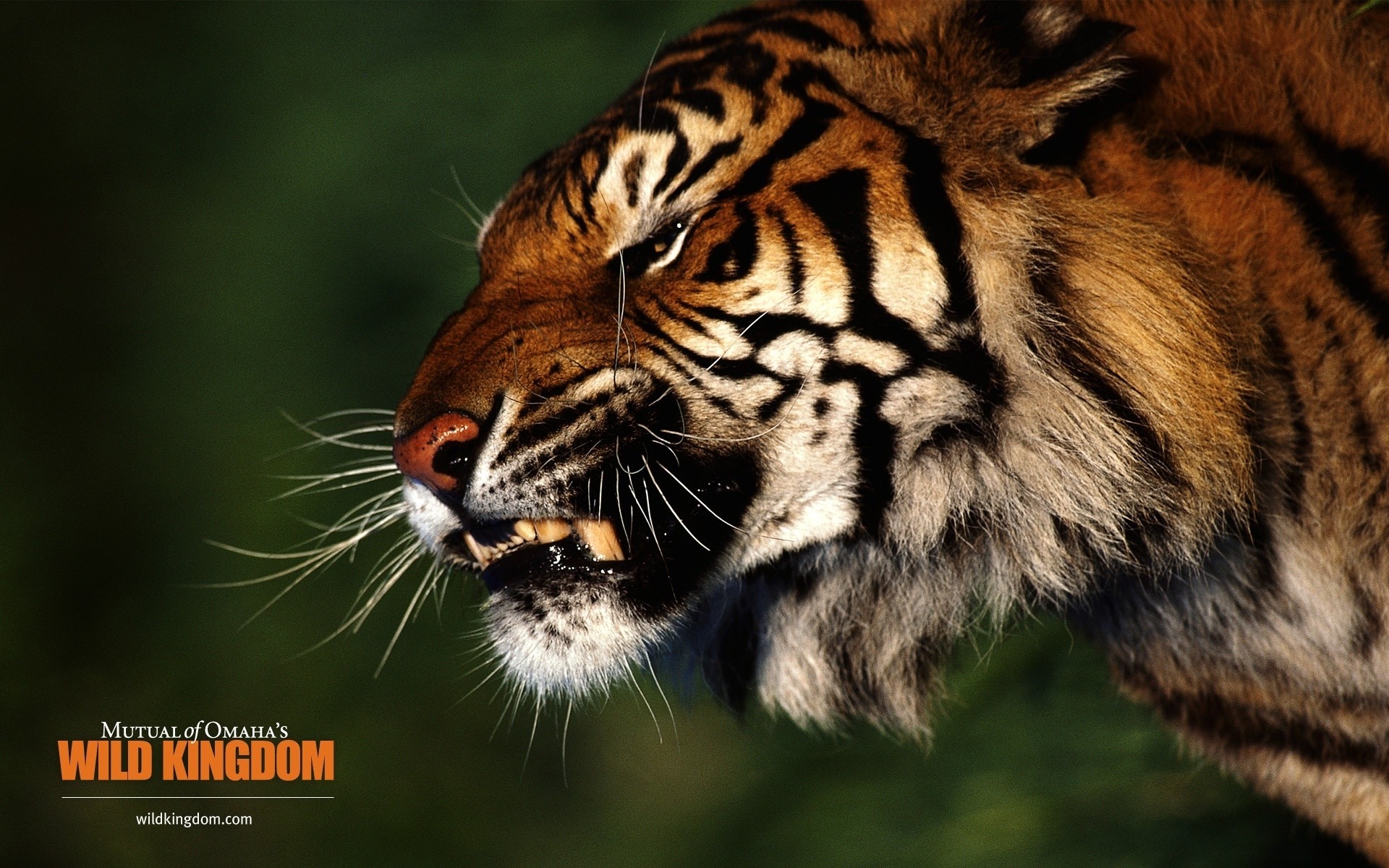 animali fauna selvatica tigre animale gatto predatore pericolo striscia guardando aggressione selvaggio pelliccia arrabbiato mangiatore di carne cacciatore giungla natura occhio grande mammifero zoo