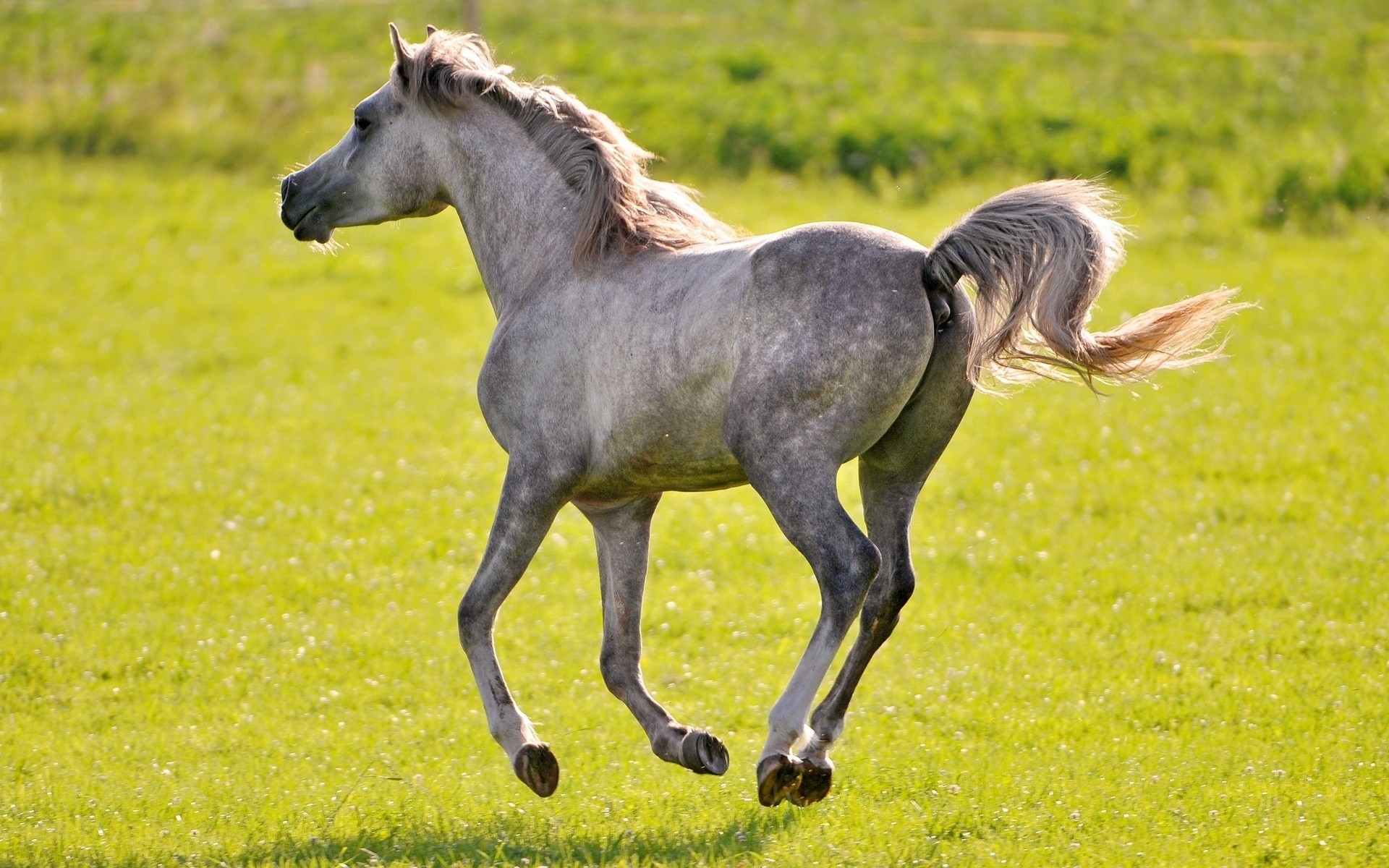animales mamífero hierba animal caballo mare mane pasto caballería heno semental campo vida silvestre granja cría de caballos naturaleza animales vivos rural