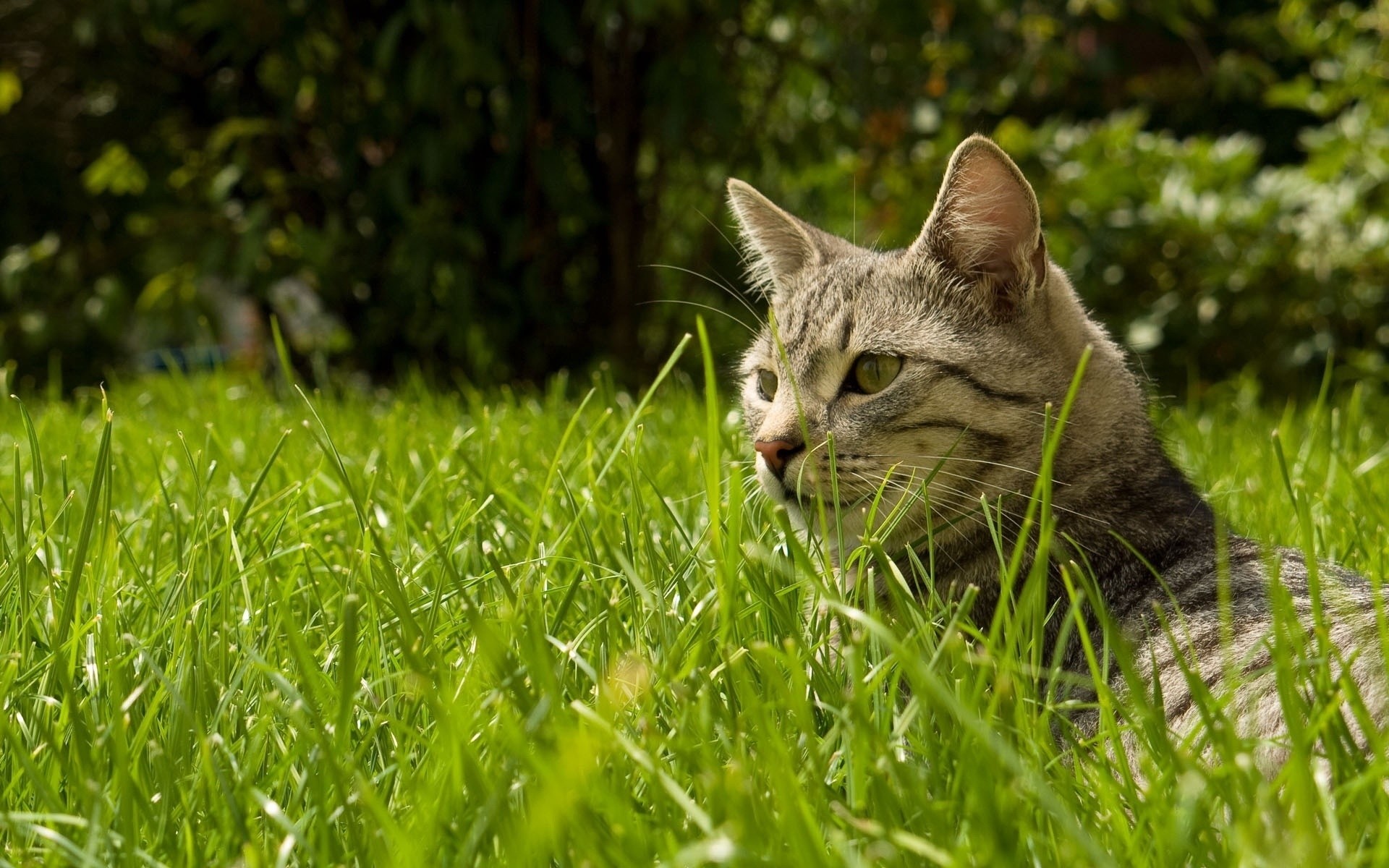 chat herbe animal chat nature mignon fourrure jeune mammifère animal de compagnie à l extérieur petit foin domestique portrait chaton champ été oeil