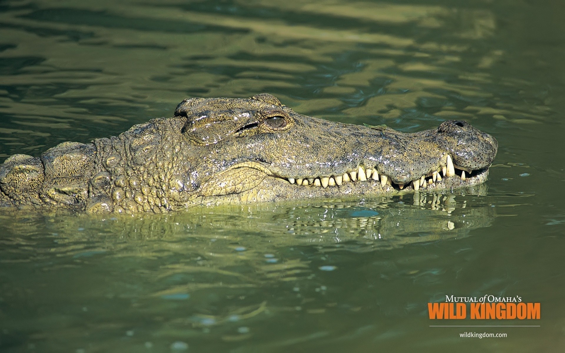 sürüngenler ve kurbağalar timsah timsah yaban hayatı gazoo su tehlike doğa vahşi dişler hayvan yüzme bataklık everglades sulak alanlar nehir ağız nil açık havada