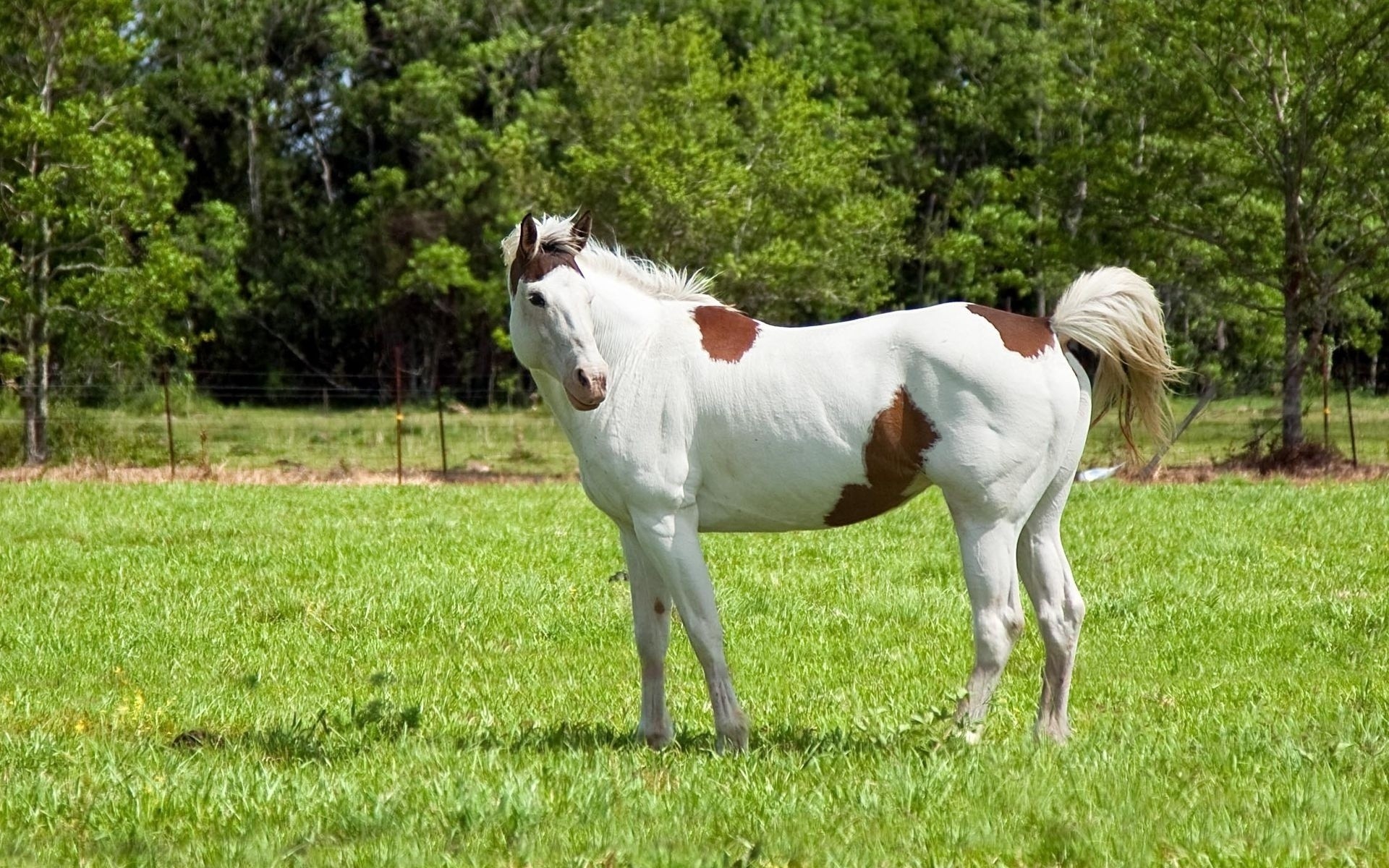 animals mammal grass hayfield farm field animal pasture rural horse equine cavalry mare stallion grassland agriculture mane summer nature equestrian livestock