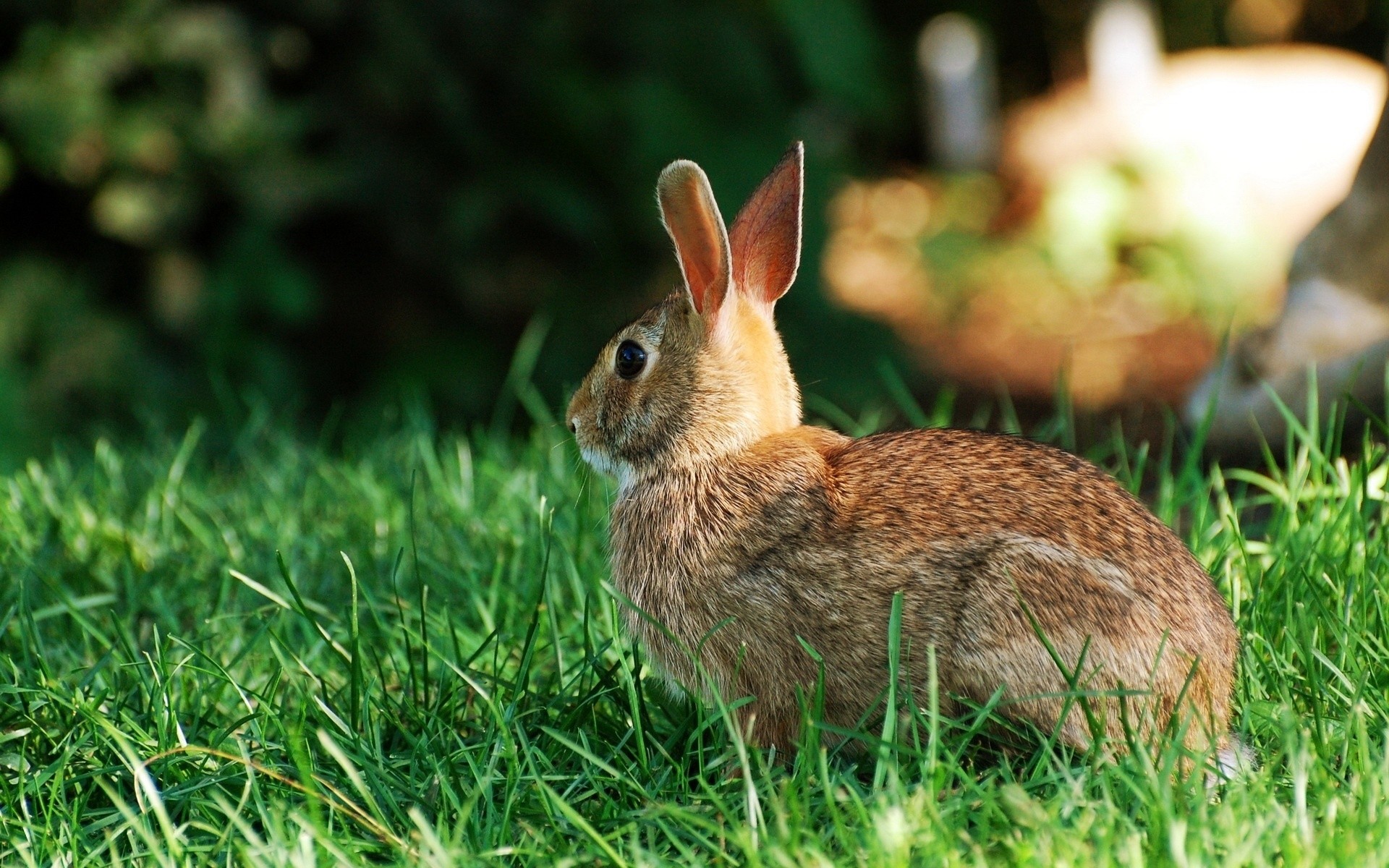 Grass animals. Рэббит заяц. Дикий кролик. Кролик фото. Заяц фото для детей.