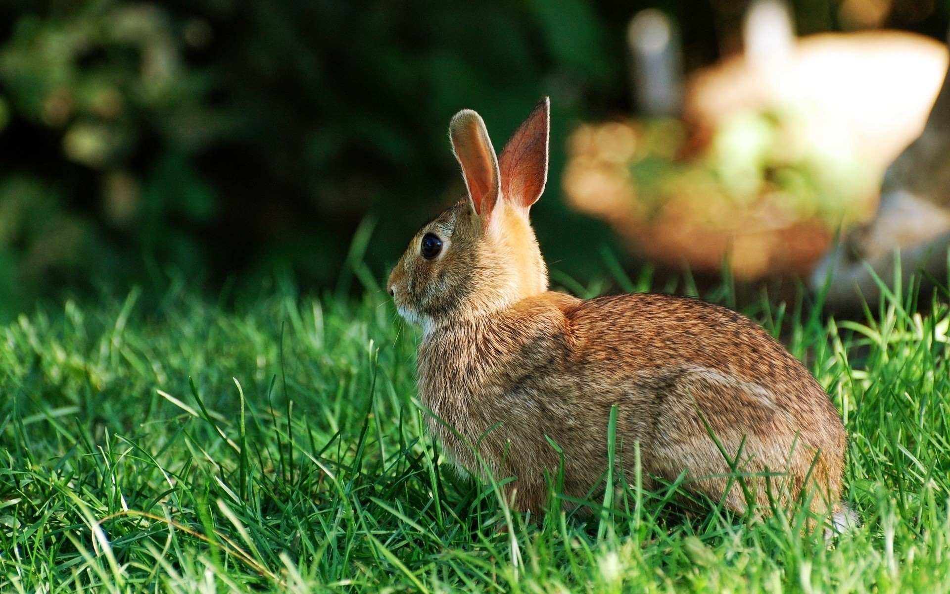 animaux herbe lapin la nature la faune animal lapin mignon à l extérieur peu foin