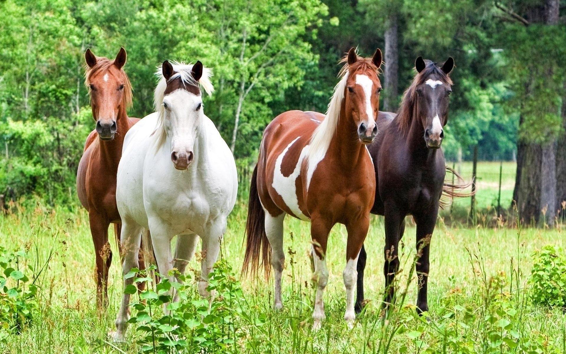 animali cavallo mammifero stallone mare allevamento di cavalli pascolo fieno animale manet fattoria erba cavalleria equestre purosangue campo castagno pony skoko domestico rurale