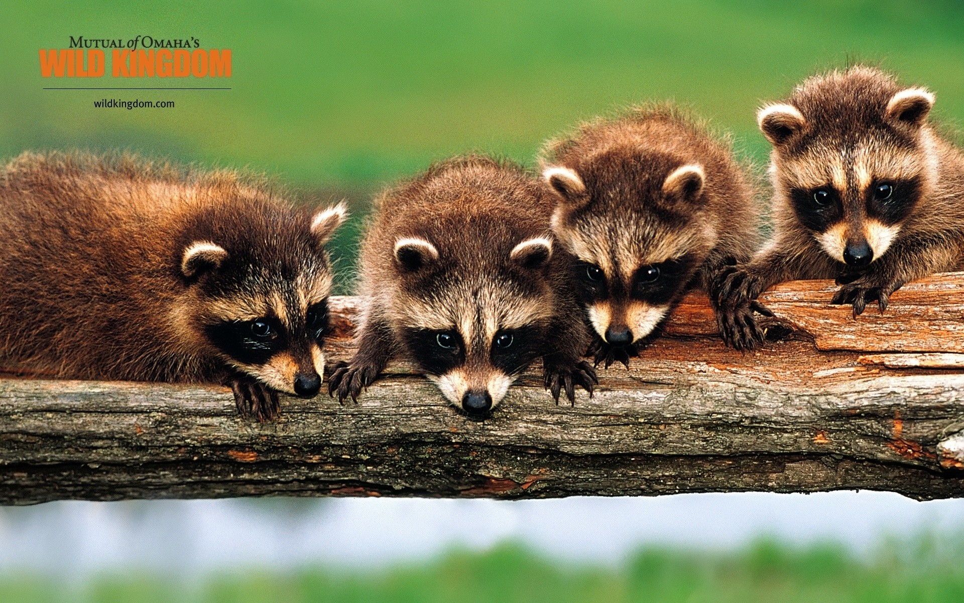 tiere tierwelt säugetier tier niedlich natur waschbär fell wild wenig anzeigen waschbären