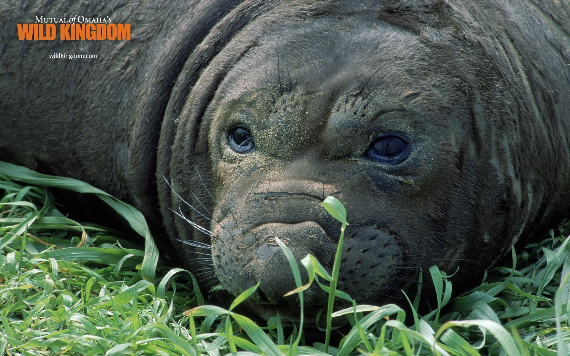 animais natureza vida selvagem animal grama mamífero selvagem fofa grande imprimir