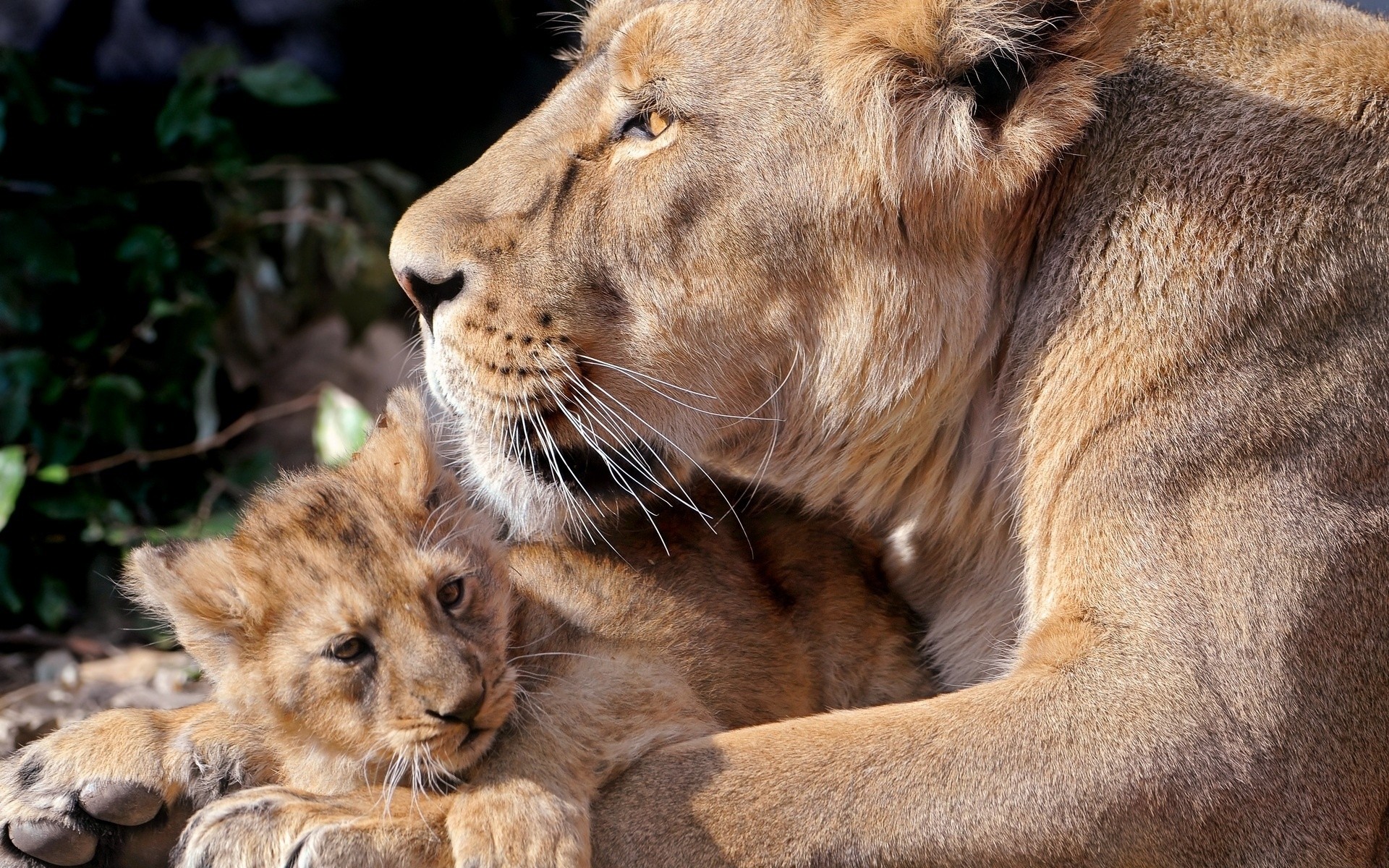 tiere katze säugetier löwe tierwelt tier raubtier zoo fleischesser safari pelz wild jäger porträt natur groß auge panther gefahr löwin