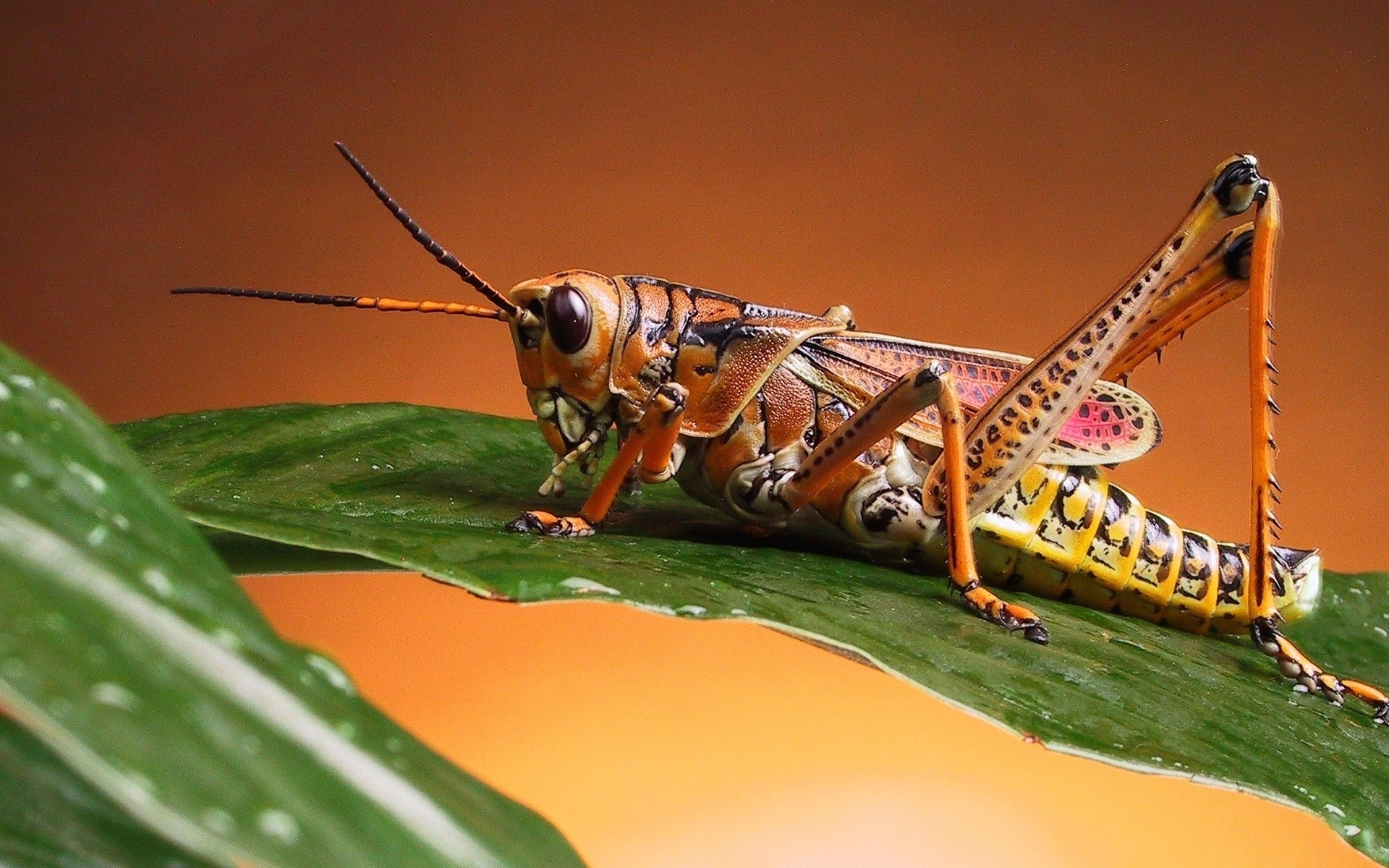 insekten insekt wirbellose tierwelt tier antenne natur heuschrecke eine im freien fliegen