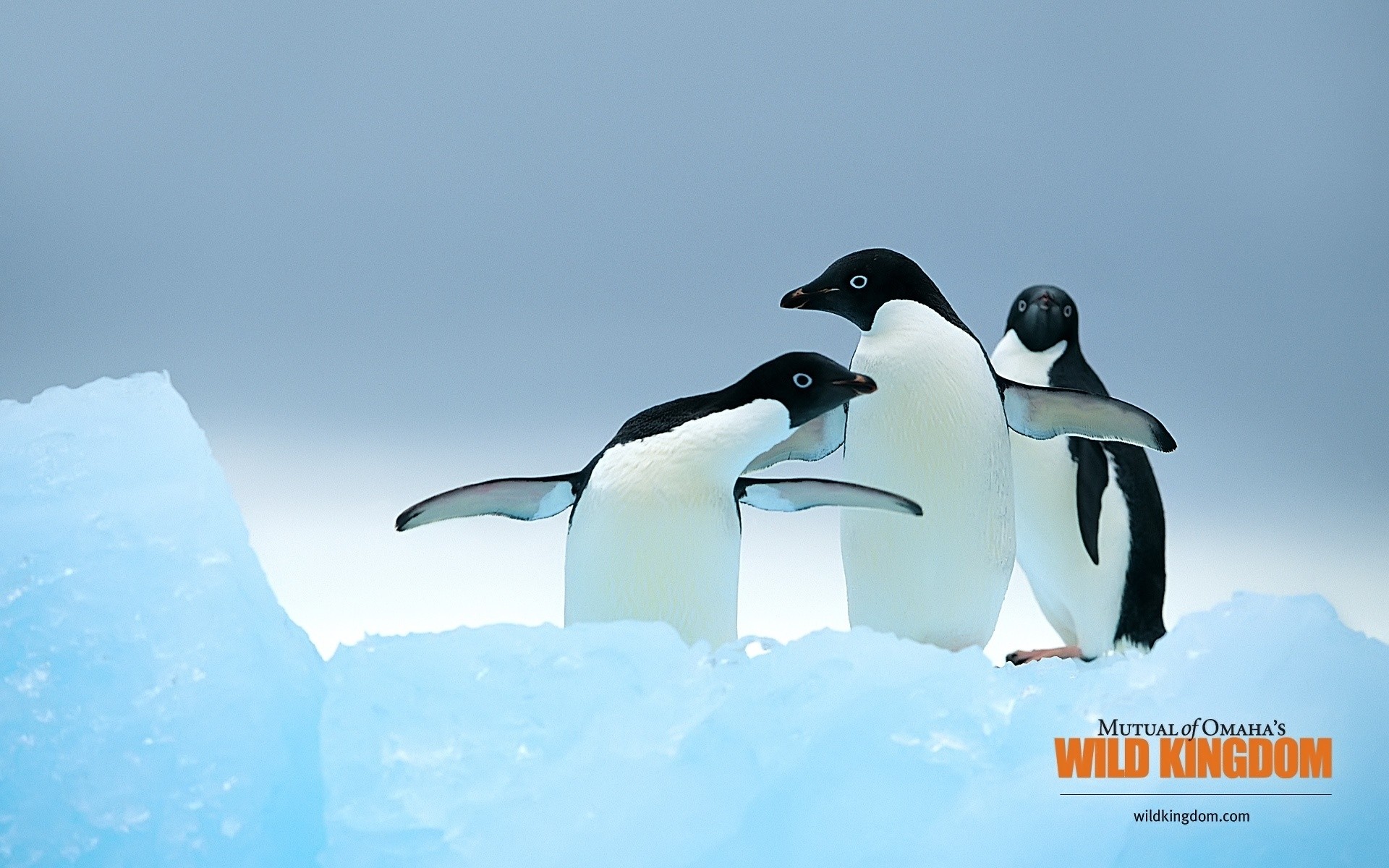 animaux la faune givré pingouins neige glace oiseau nature hiver froid à l extérieur iceberg sous-marin eau vue latérale horizontale natation animal freiné