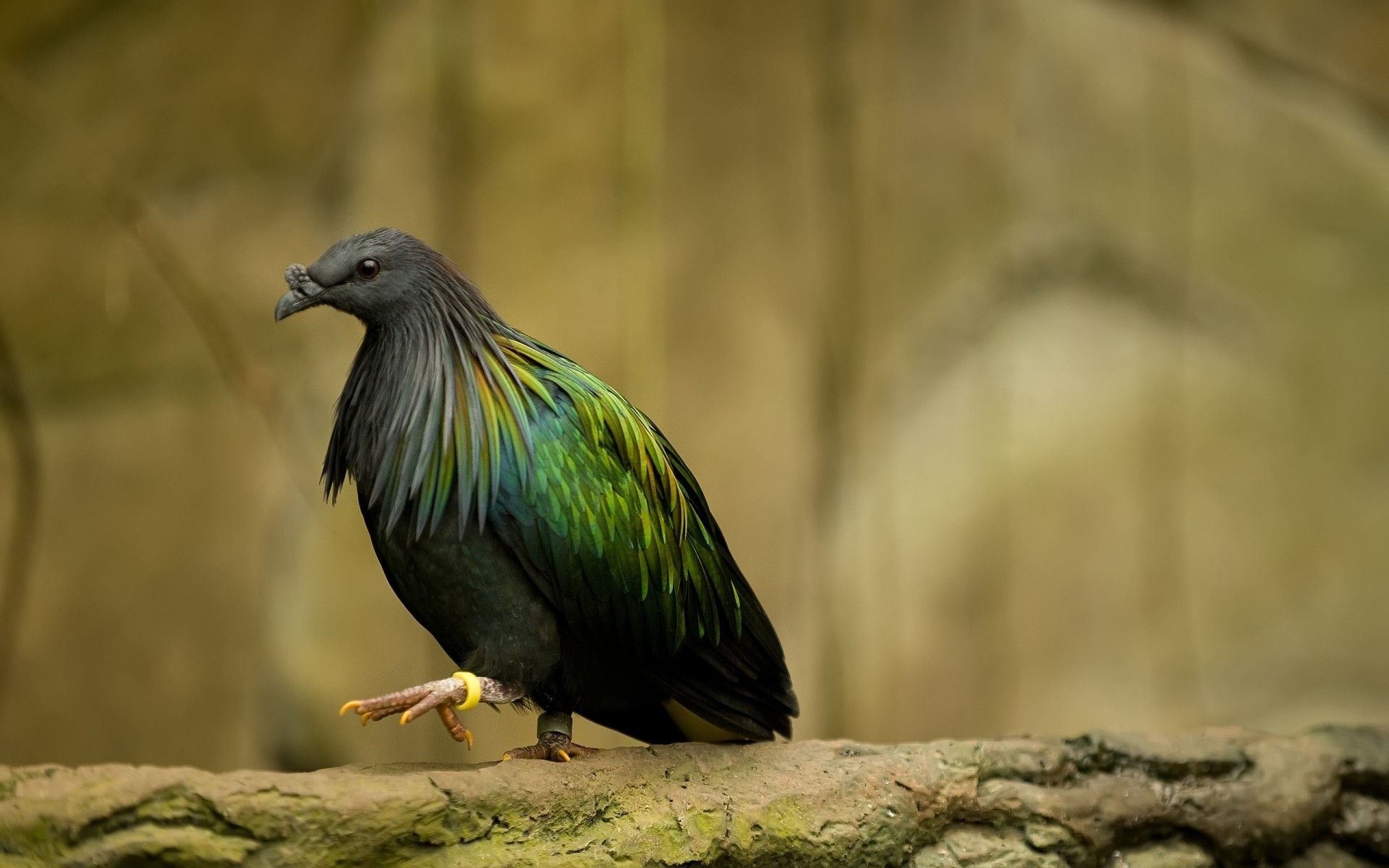 aves pássaro vida selvagem natureza animal selvagem ao ar livre