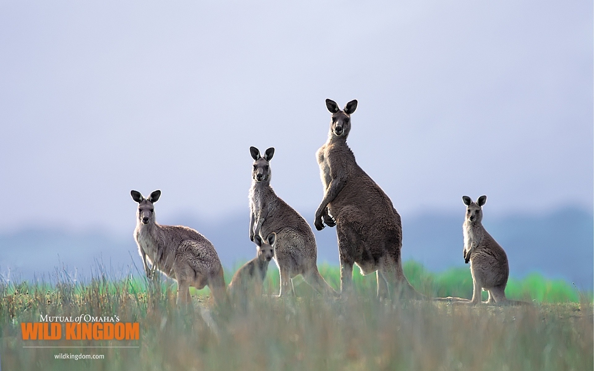 animali mammifero fauna selvatica erba animale natura carino selvaggio all aperto canguro campo