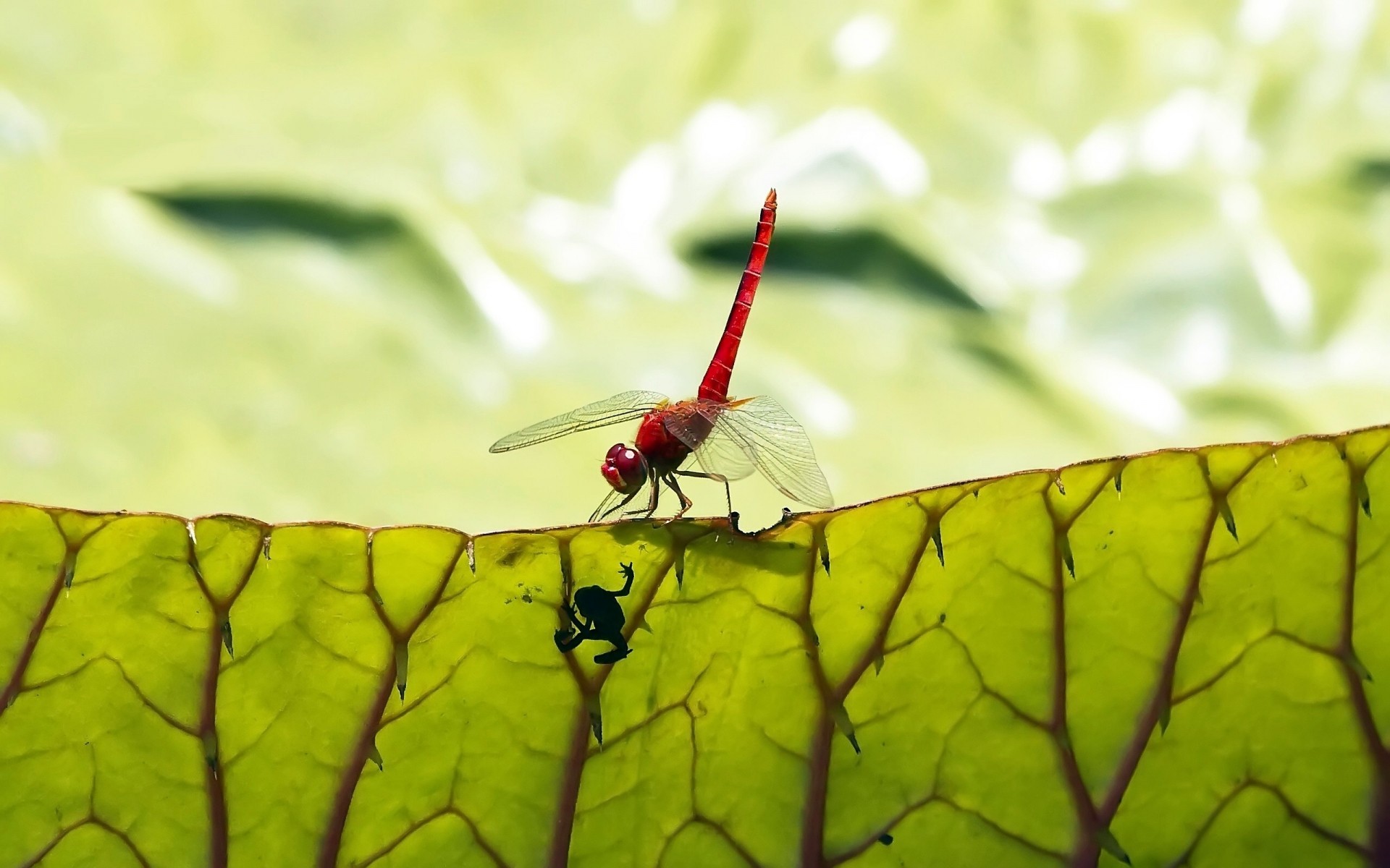 insects insect nature leaf flora garden summer close-up desktop color animal fly