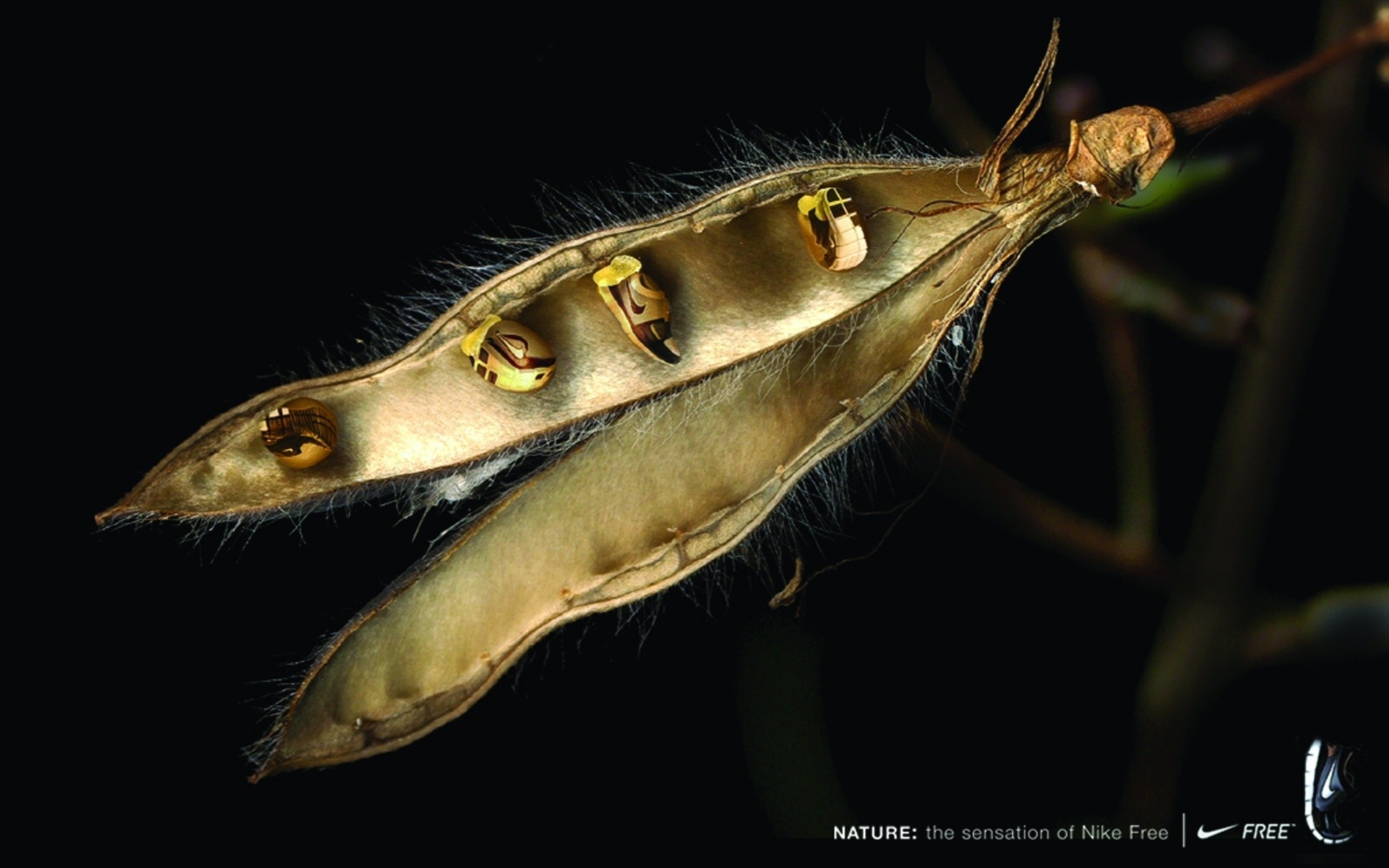 беспозвоночных дикой природы природа один на открытом воздухе абстрактный дизайн