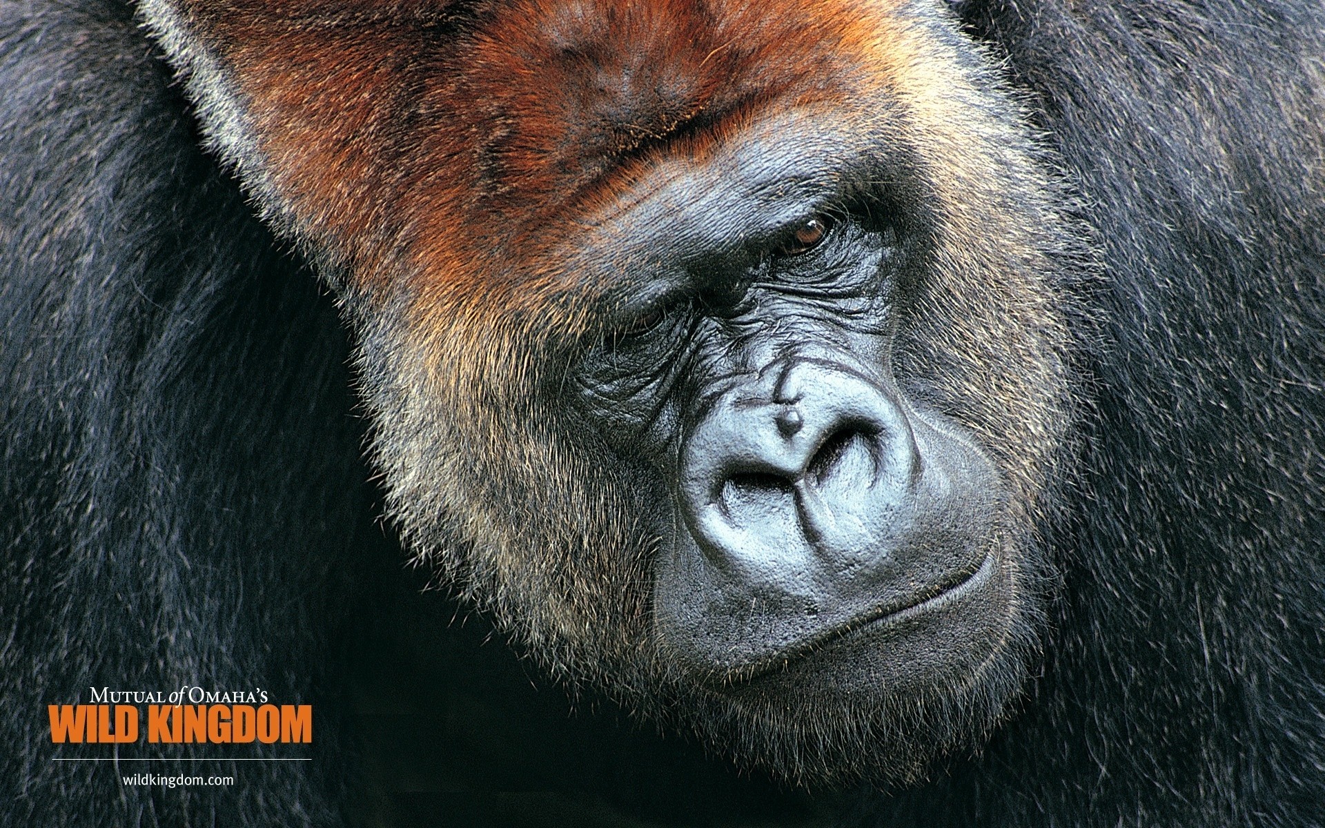 animali fauna selvatica mammifero criniera primate animale zoo pelliccia selvaggio scimmia gorilla ritratto grande peloso