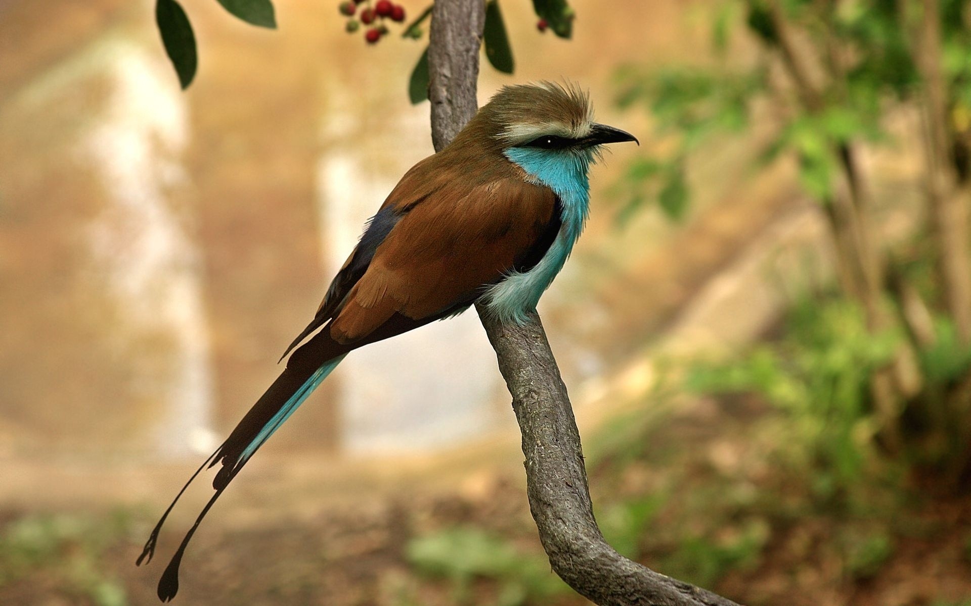 vögel vogel tierwelt natur tier wild im freien park schnabel feder luftfahrt
