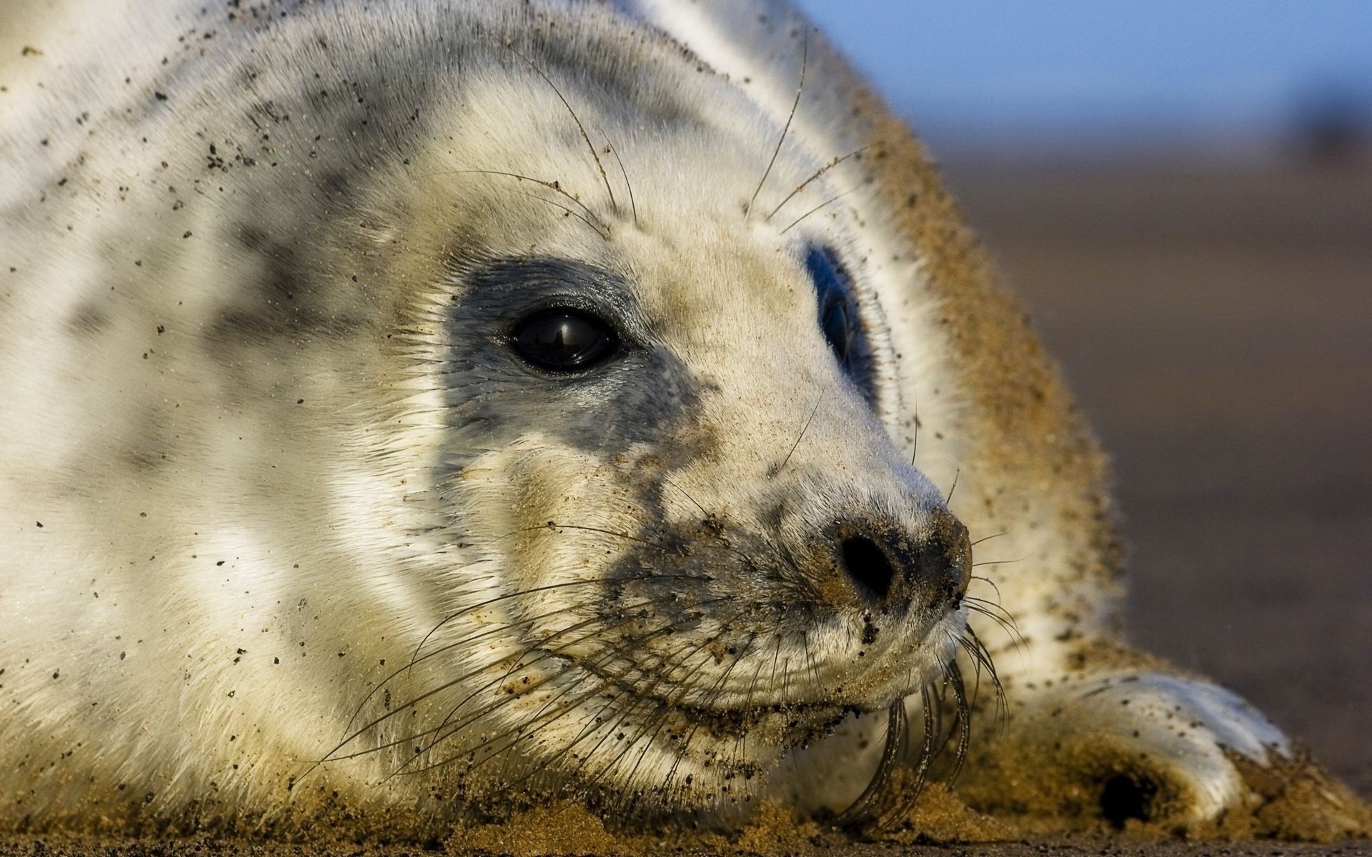 animali mammifero fauna selvatica animale natura mare stampa zoo oceano ritratto selvaggio spiaggia acqua predatore
