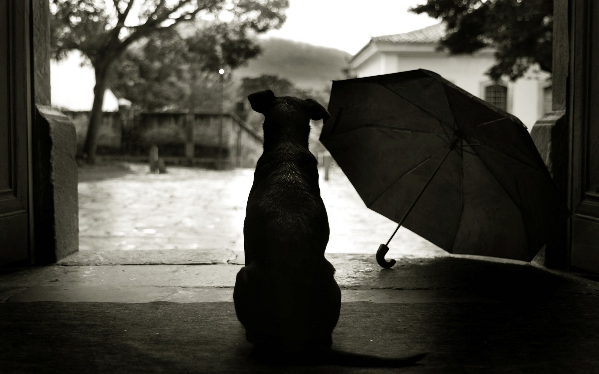 perros monocromo perro silueta sombra calle paraguas solo playa blanco y negro hombre lluvia mamífero adulto mono agua