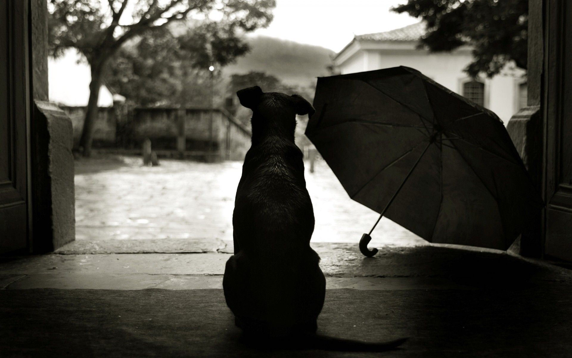 dogs monochrome dog silhouette shadow street umbrella one beach black and white man rain mammal adult mono water