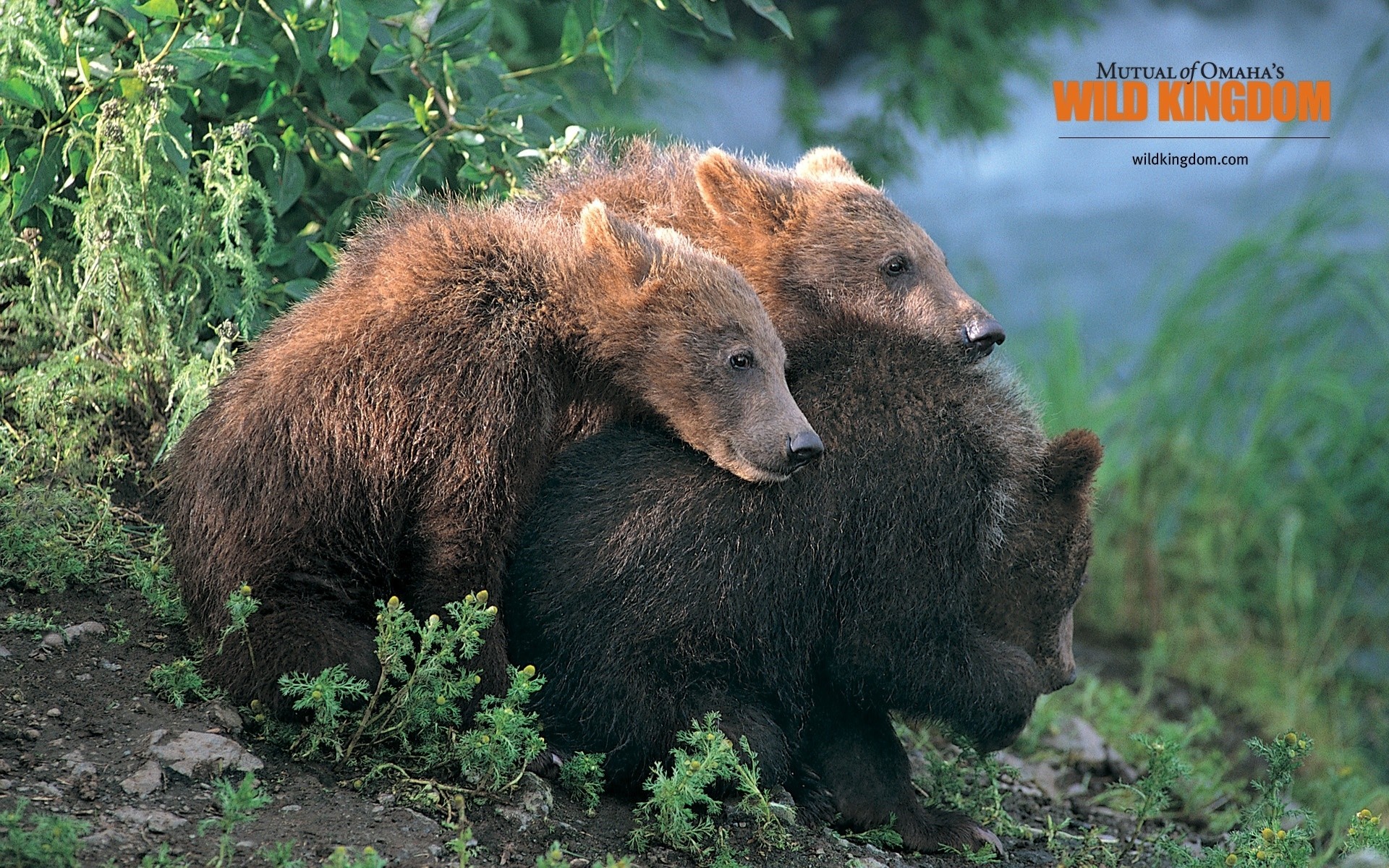animali fauna selvatica mammifero all aperto natura selvaggio erba animale pelliccia legno orsi