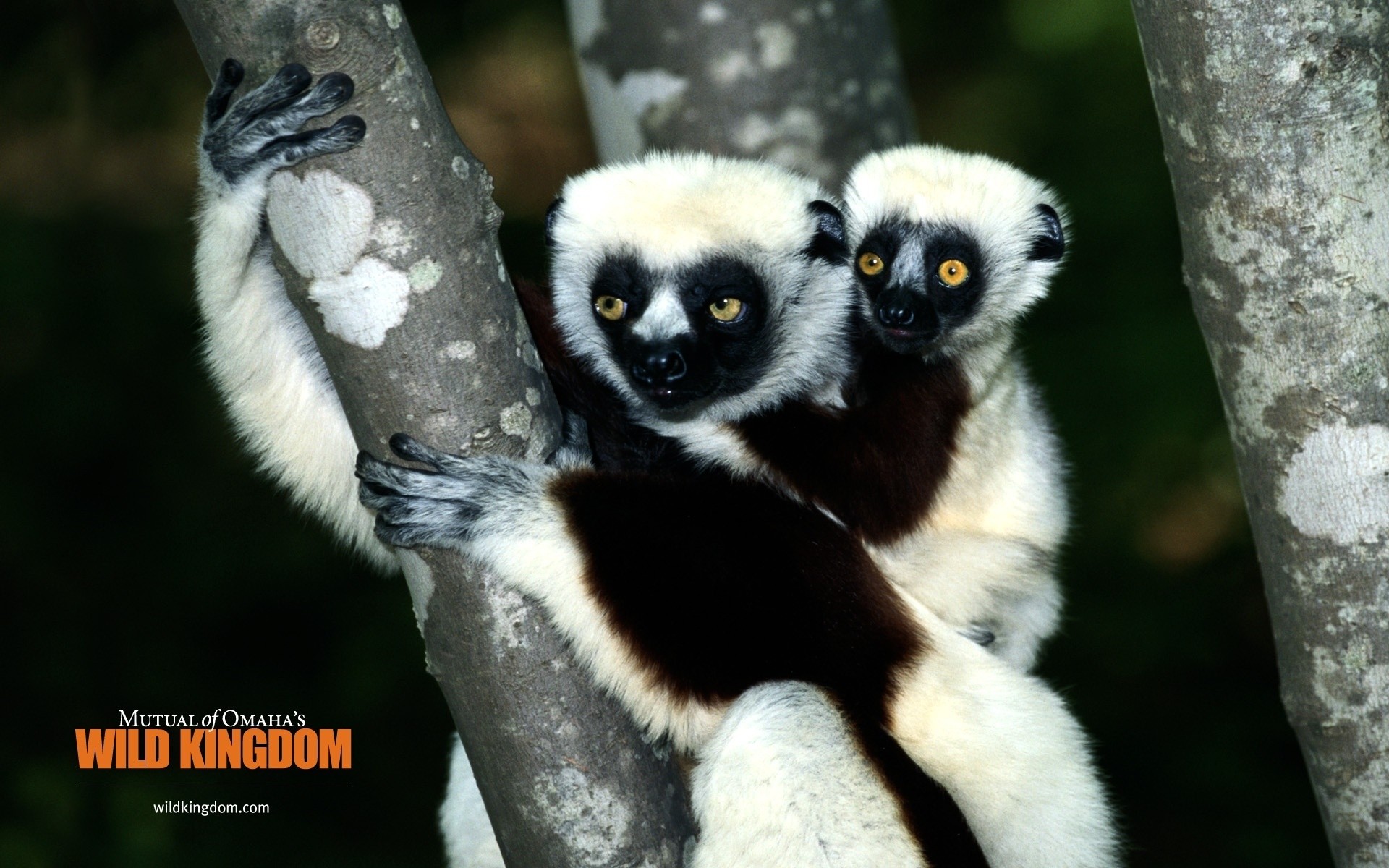 animais vida selvagem natureza animal primata selvagem lêmure mamífero ao ar livre fofa jardim zoológico macaco