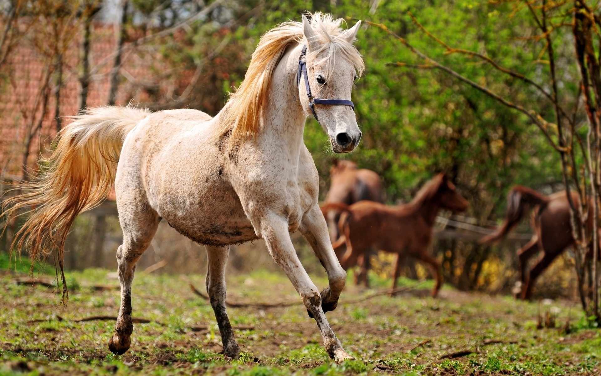 tiere säugetier kavallerie tier mare pferd hengst manet pferdezucht gras pferd pony weide bauernhof feld wildtiere natur lebende tiere wild fohlen heuhaufen
