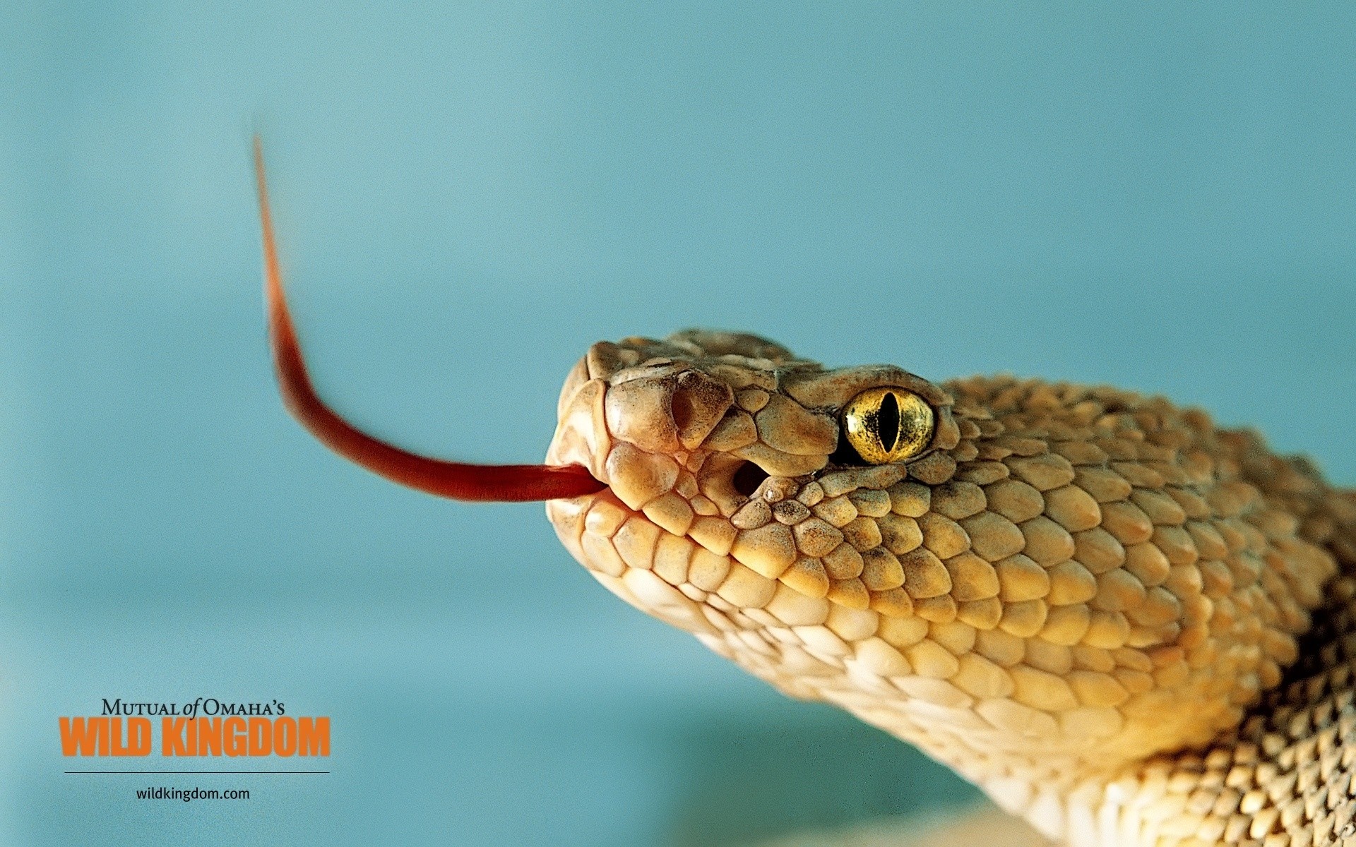rettili e rane serpente gazoo fauna selvatica natura viper venom zoologia veleno pericolo boa pitone esotico biologia animale erpetologia serpente a sonagli scivolare mortale scala