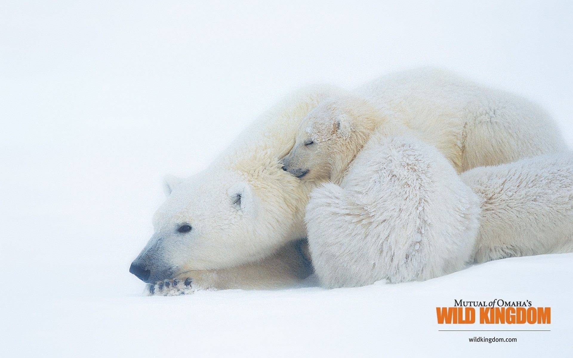 animals snow winter frosty cold nature fur frost ice cute outdoors bears polar bears