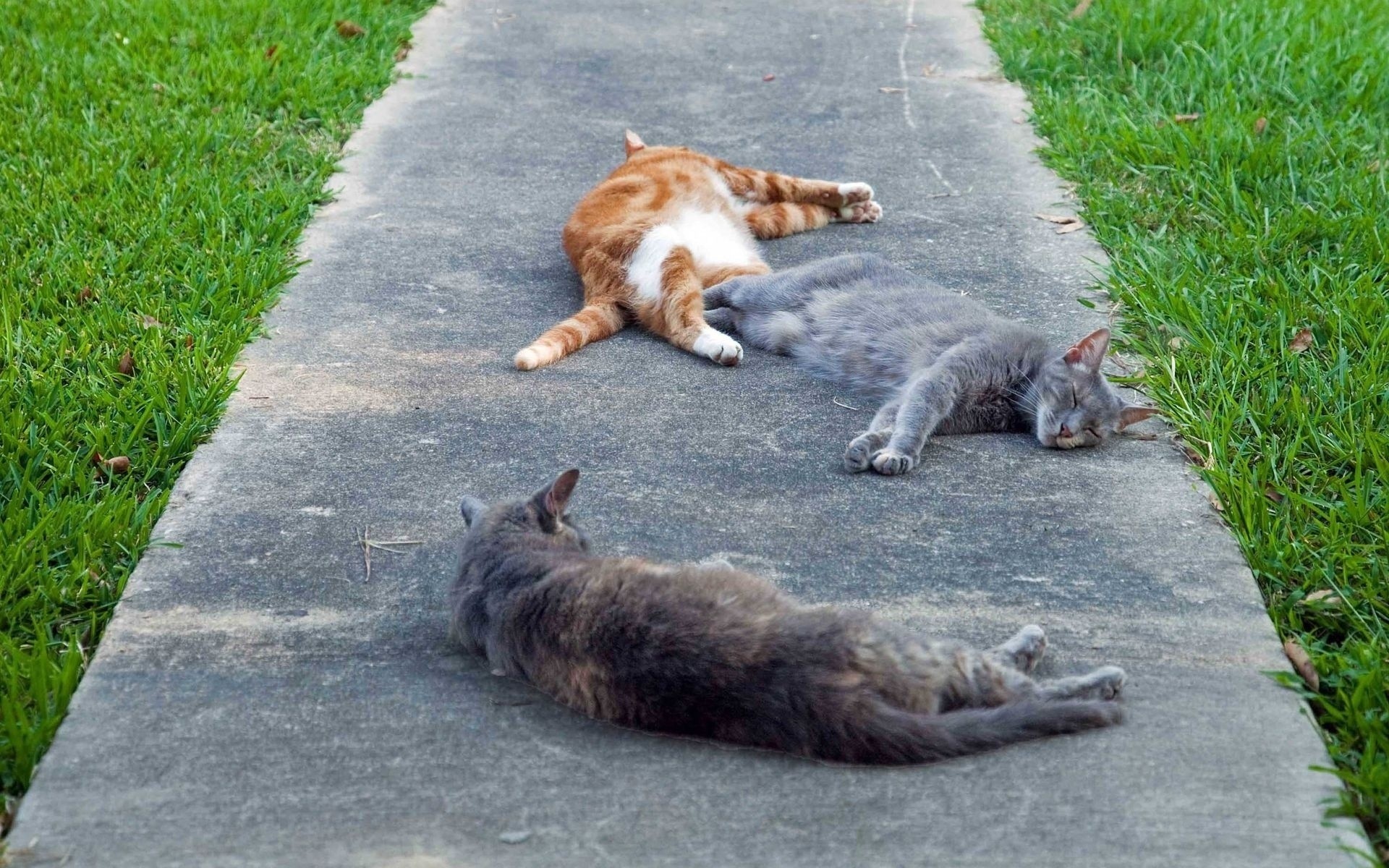 katzen gras straße säugetier natur im freien niedlich park tier sommer pflaster asphalt jung fell rasen