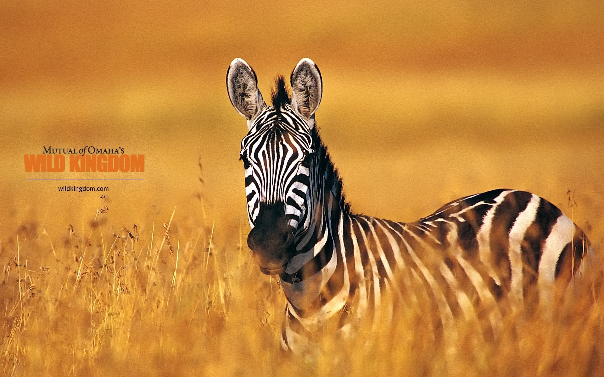 animaux la nature la faune sauvage à l extérieur bande zèbre
