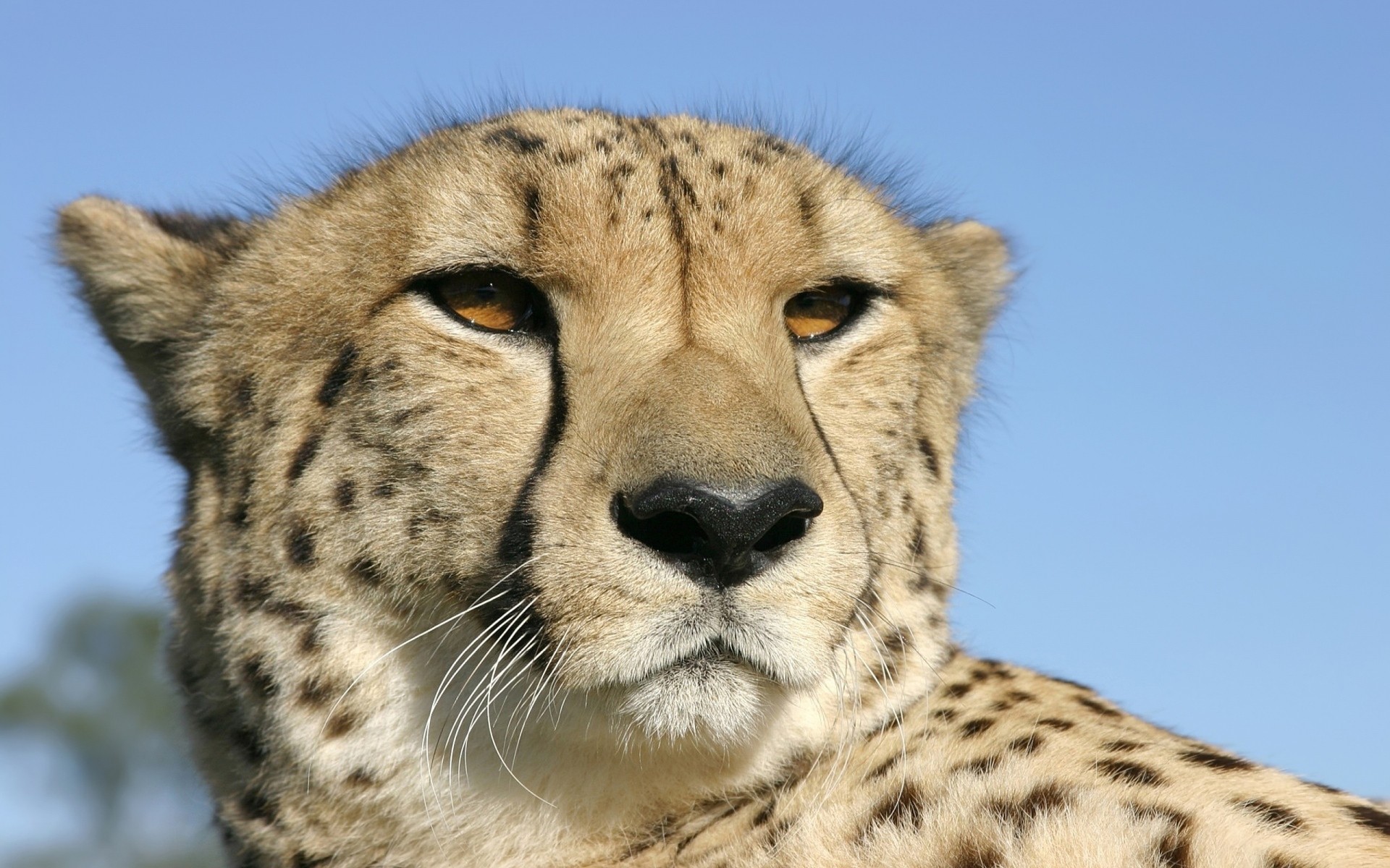 animais vida selvagem mamífero gato animal safari predador selvagem chita natureza pele comedor de carne caçador jardim zoológico retrato grande olho