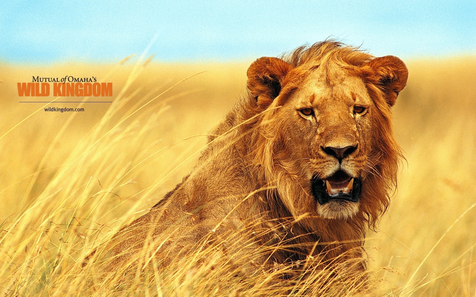 animales naturaleza hierba vida silvestre león al aire libre animal salvaje safari gato