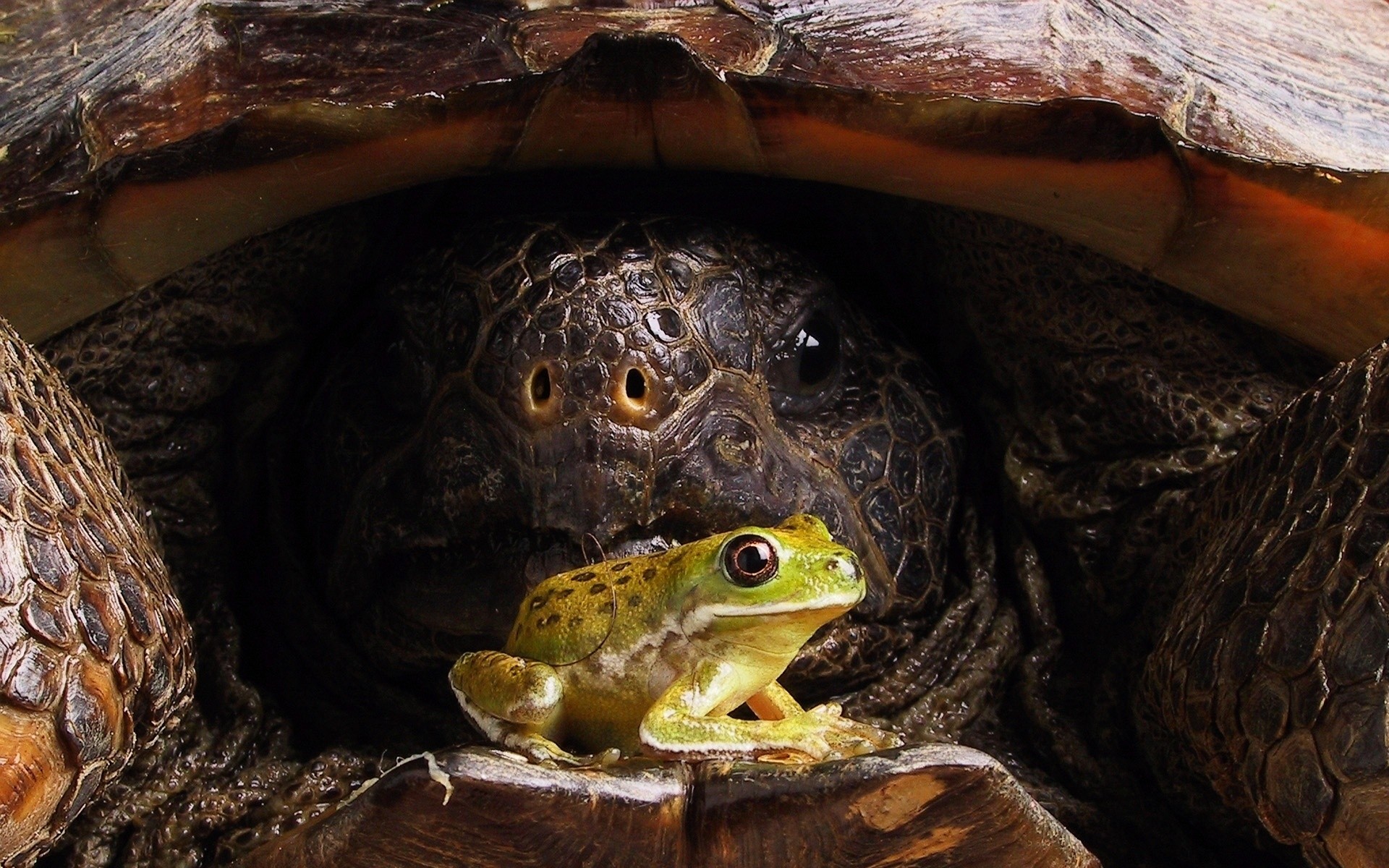 répteis e rãs tartaruga tartaruga lagarto concha lento vida selvagem natureza anfíbio animal sozinho escudo