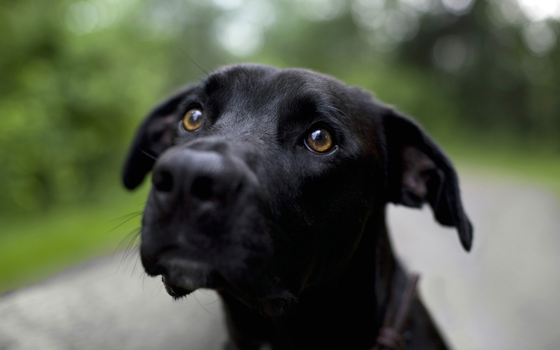 perros perro retrato mamífero mascota animal perro lindo ver solo hierba sentarse al aire libre