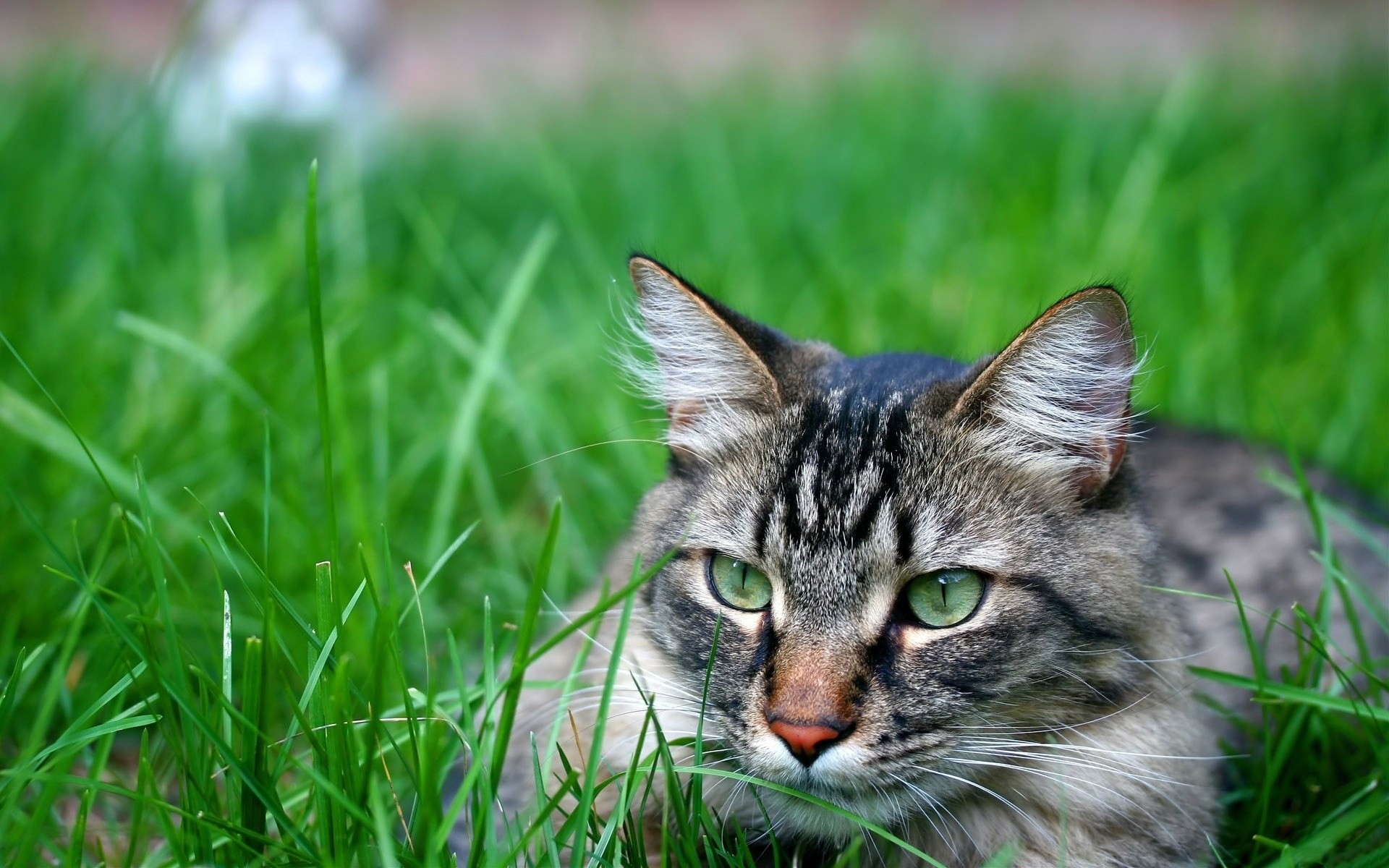 猫 草 自然 可爱 小 眼睛 毛皮 户外 猫 田野 动物