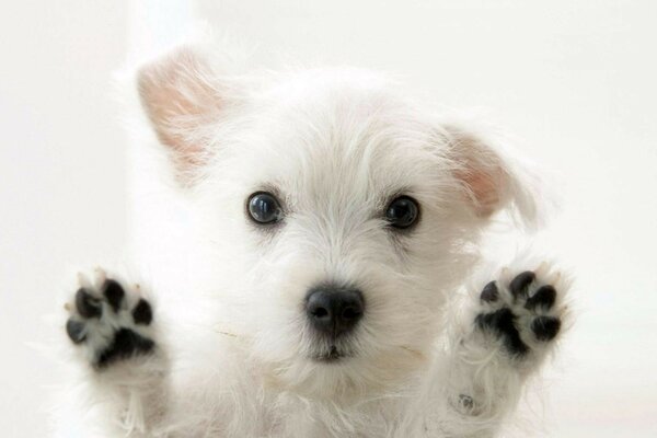Mignon petit chien a soulevé ses pattes