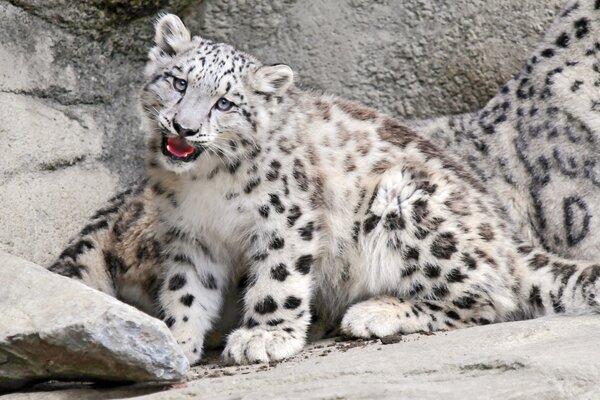 Schneeleopard-Baby bewacht Mama