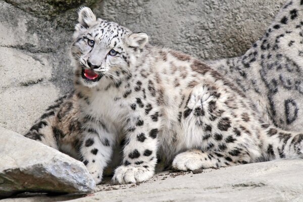 Bébé léopard des neiges garde maman