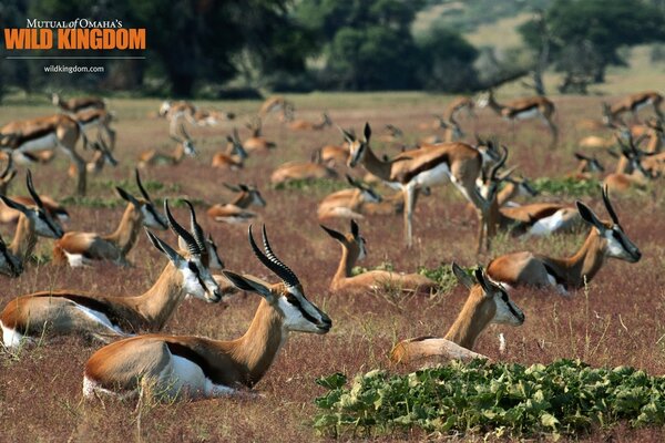 Caprioli veloci che corrono attraverso le distese africane