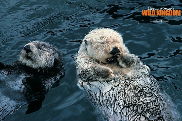 Säugetierotter schwimmen auf dem Rücken und kiffen