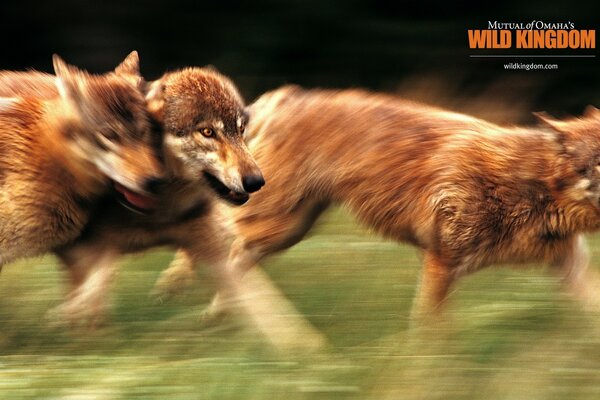 A group of running wolves in the wild