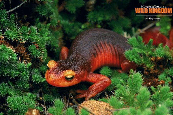 Helles Reptil auf grünem Gras