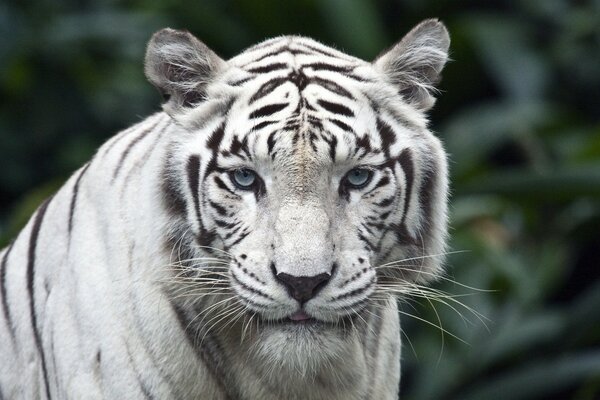 Tigre blanco con ojos azules