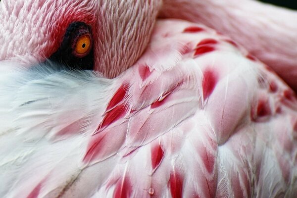 Doğada pembe flamingoların portresi
