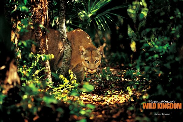Die Tigerin kommt aus einem dichten Wald