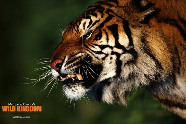 Tigre schizza in natura