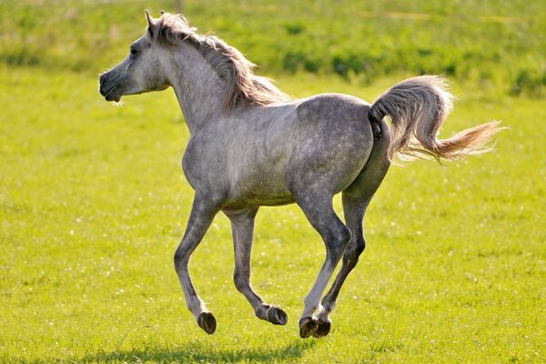 Cavallo zelante nelle distese verdi