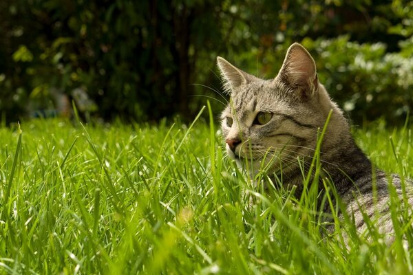 Animal chat herbe nature