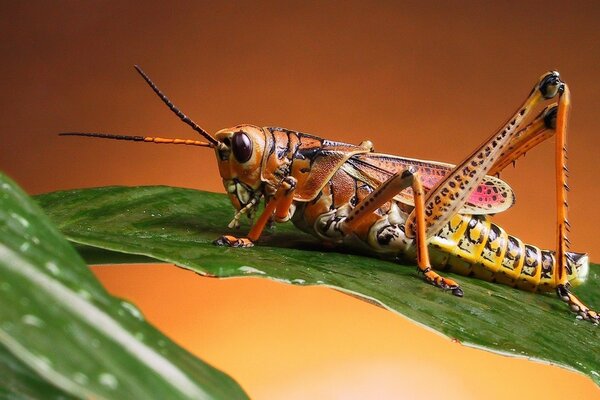 Saltamontes en una hoja verde. Microcosmos. Naturaleza