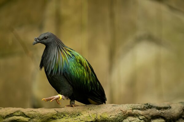 Pájaro de la fauna con el anillo