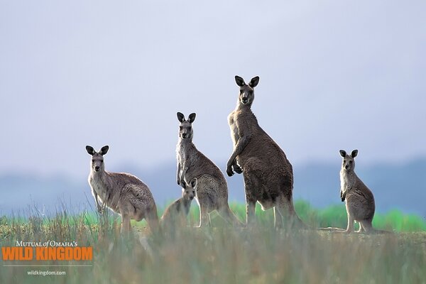 Kangourous amusants